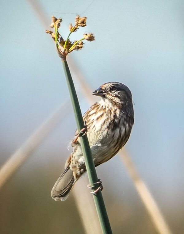 Joey Johnson - Song Sparrow Hanging Out