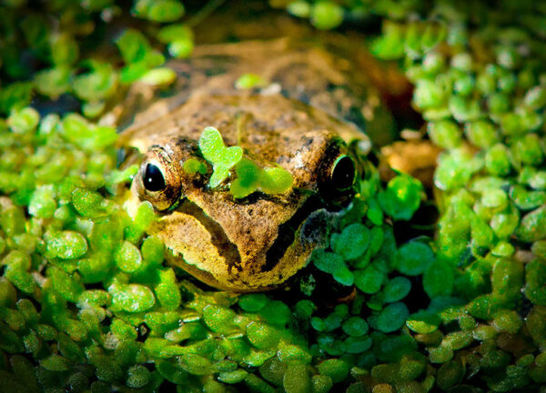 Ken Davis - Spring Chorus Frog