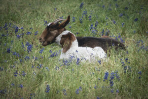 Linda McClendon - Lying in the Lupine