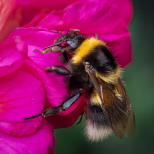 Lucille van Ommering - Ermine-furred Bumble Bee on Geranium, Dunvegan