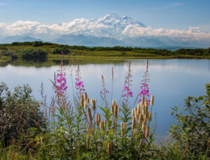 Rachel Rosenthal - Winter Crown, Spring Blossoms, Denali