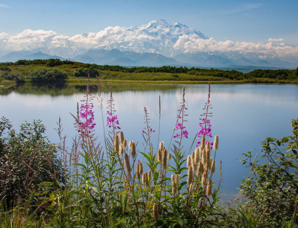 Rachel Rosenthal - Winter Crown, Spring Blossoms, Denali