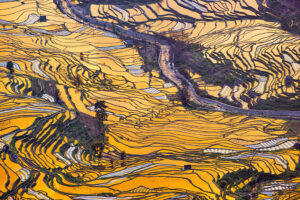 Rick Kattelmann - Rice Terraces during Spring Flooding , Yunnan, China