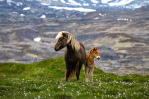 Steve Cozad - Mare and Foal, Iceland
