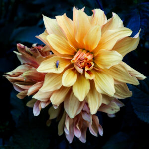 Steve Nieslony - Fly on the Dahlia