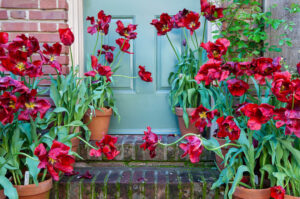 Susan Scholey - Dancing Tulips, Filoli Garden
