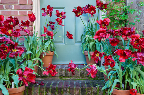 Susan Scholey - Dancing Tulips, Filoli Garden