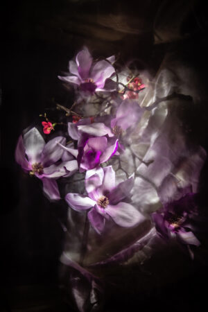Victoria Ruderman - Tulip Tree Blossoms
