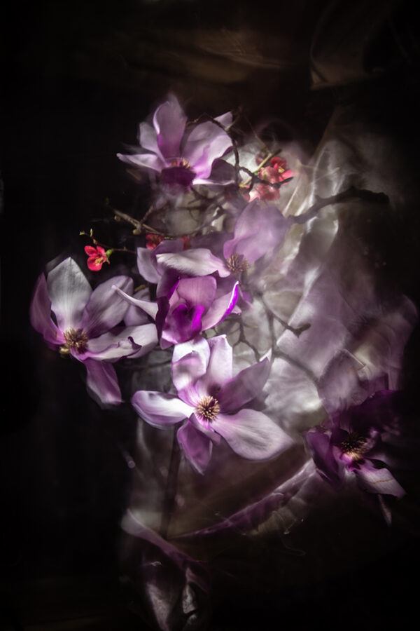 Victoria Ruderman - Tulip Tree Blossoms