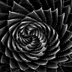 Alessandra Chaves - Sprial Aloe, 2023