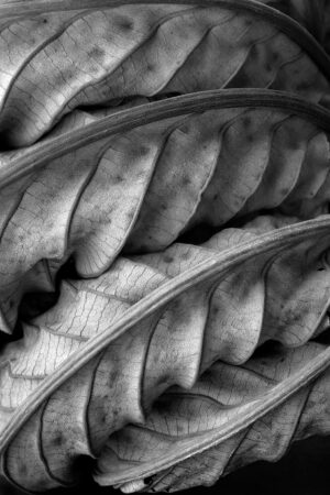 Alessandra Chaves - Cecropia landscape, 2024