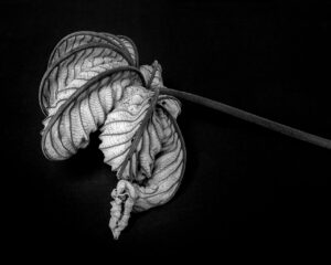 Alessandra Chaves - Cecropia leaf #1, 2021