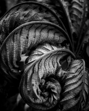 Alessandra Chaves - Cecropia spiral, 2022