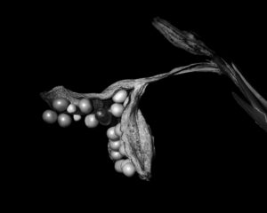 Alessandra Chaves - Hemerocallis seedpod, 2021
