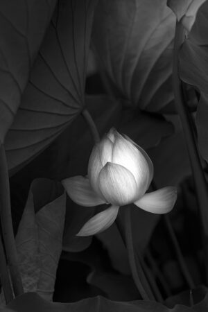 Alessandra Chaves - Lotus hiding, 2019