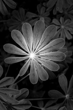 Alessandra Chaves - Lupinus leaf, 2024