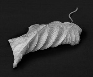 Alessandra Chaves - Unidentified leaf, 2021