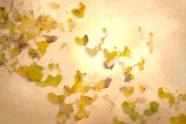Autumn Breezes