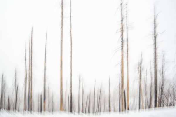 Bare Trees