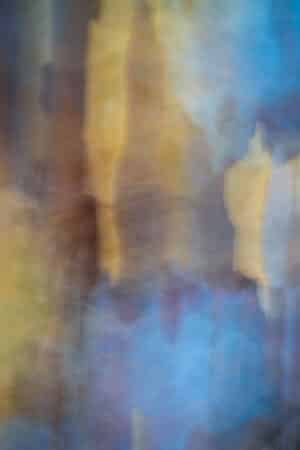 Eucalyptus