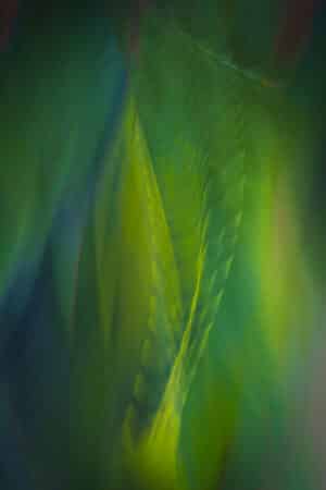 Garden Prose