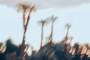 Palms