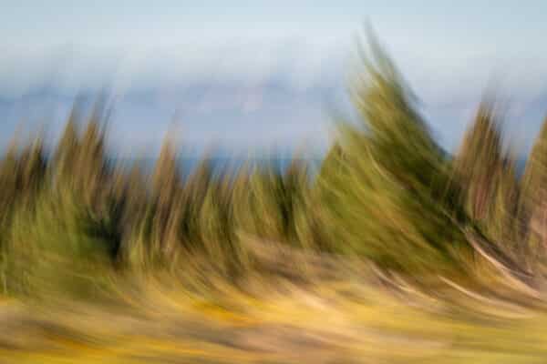 Wind Swept