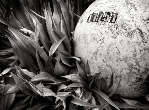 Bouy vs. Agave