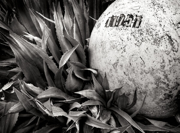 Bouy vs. Agave