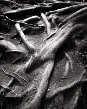 Exposed Roots