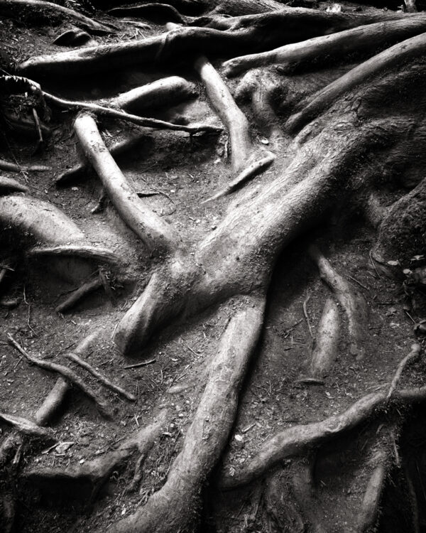 Exposed Roots