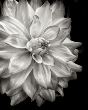 Monochrome Dahlia
