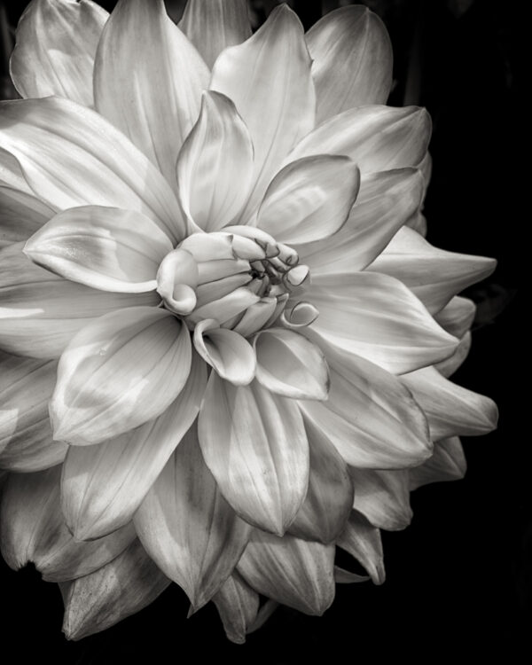 Monochrome Dahlia