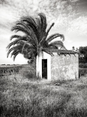 Palms and Pump House