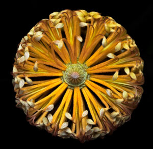 Beth Savidge - Banksia Cone