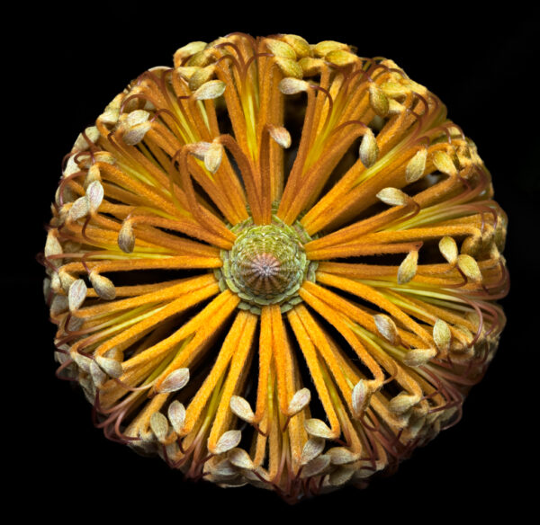Beth Savidge - Banksia Cone