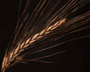 Beth Savidge - Blue Wheat