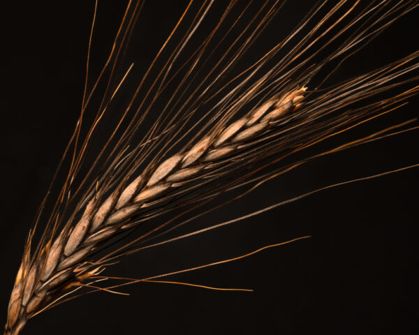 Beth Savidge - Blue Wheat
