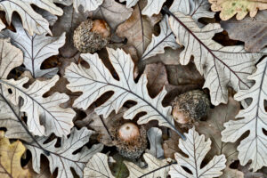Beth Savidge - Burr Oak