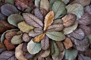 Beth Savidge - Camay Oak