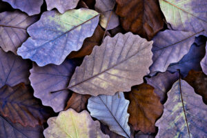 Beth Savidge - Chinkapin Oak