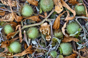 Beth Savidge - Datura Pods