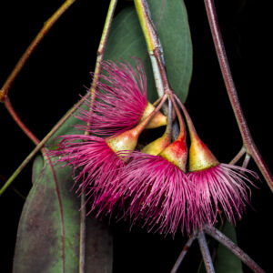 Beth Savidge - Red Eucalyptus