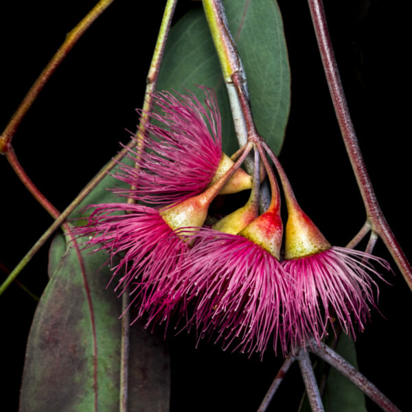 Beth Savidge - Red Eucalyptus