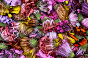Beth Savidge - Spent Daisies