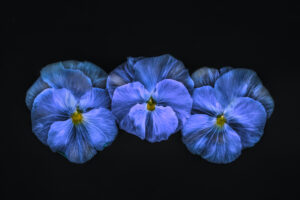 Beth Savidge - Violas