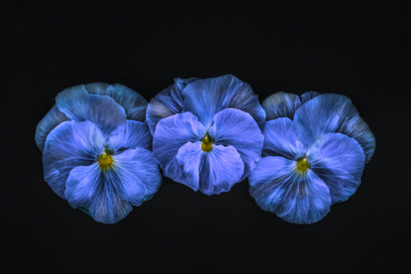 Beth Savidge - Violas