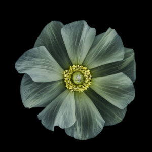 Beth Savidge - White anemone