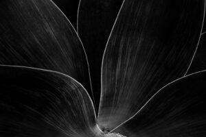 Alessandra Chaves - Foxtail Agave #9, 2021