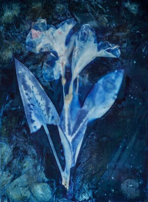 Blue Canna Lily
